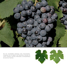 Cargar imagen en el visor de la galería, Vino Tinto Surco Rojo