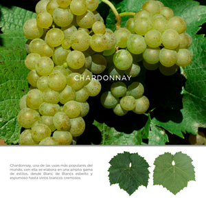 Vino Blanco Lágrimas San Vicente Chardonnay