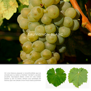 Vino Blanco Lágrimas San Vicente Sauvignon Blanc